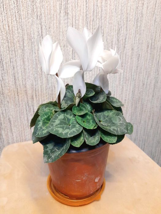 Продам Цикламен с крупными цветами