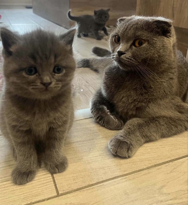 Британски котенца