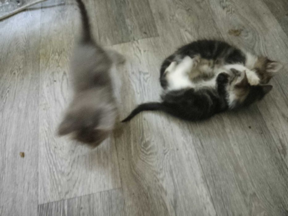 Подарявам котенца