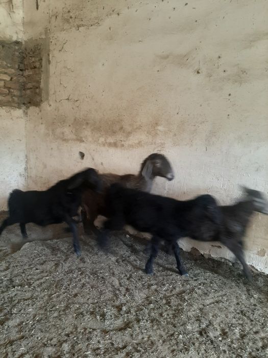 Ona Bola qöylar hisori
