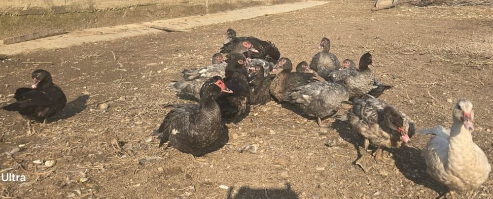 Индаутка  сатылады