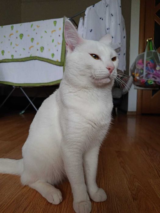 Отдам кота в хорошие руки.