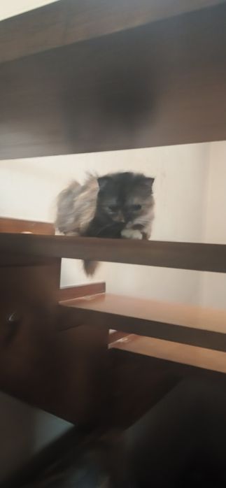 Котенок девочка .