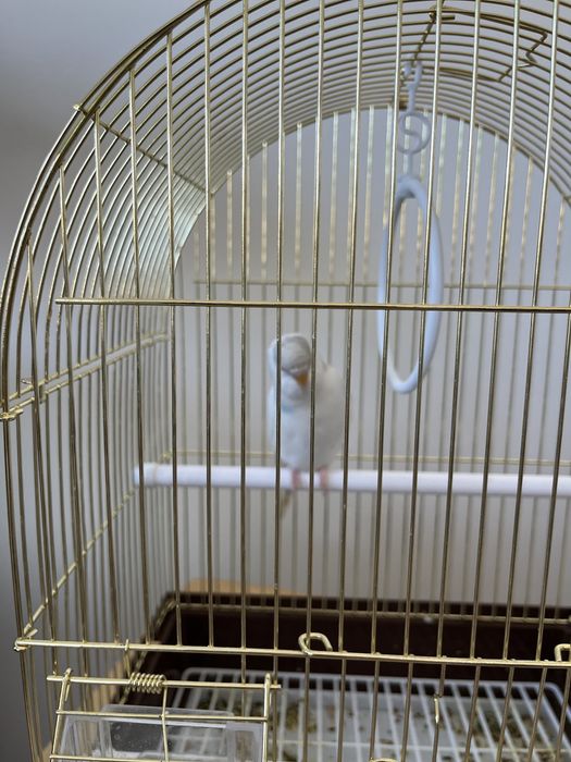 Продам попугай Волнистый