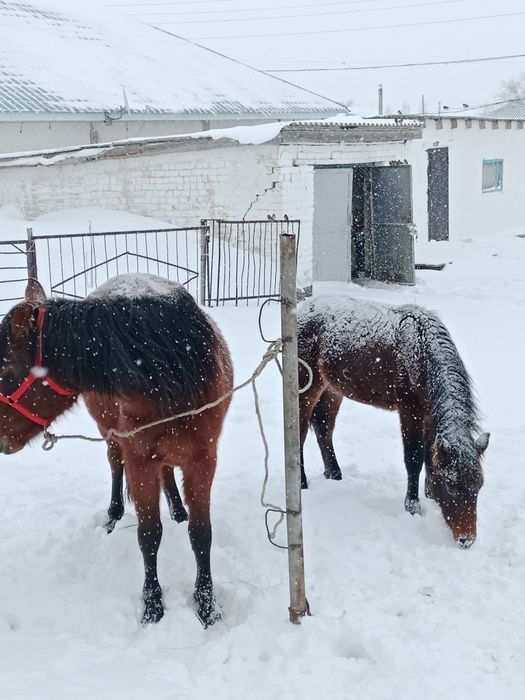 Жылқы сатылады құлынымен