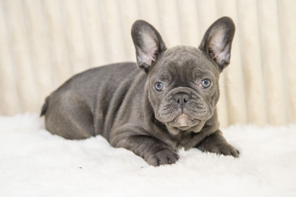 bulldog francez blue baietel