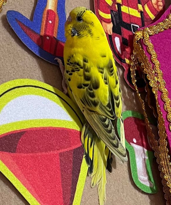 Попугай торымен сатылады