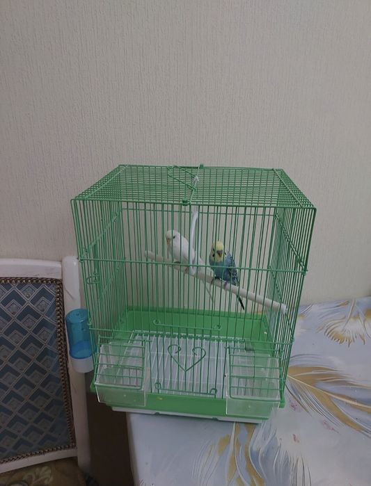 Попугаичики клетка, корм