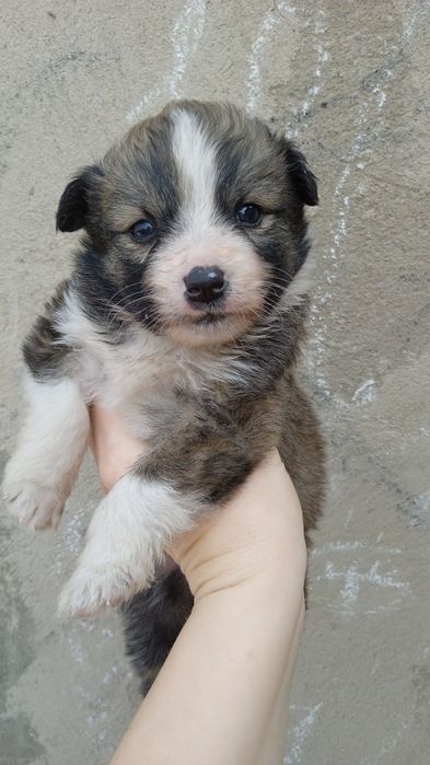 Отдам в добрые руки щенка-мальчика 1 месяц