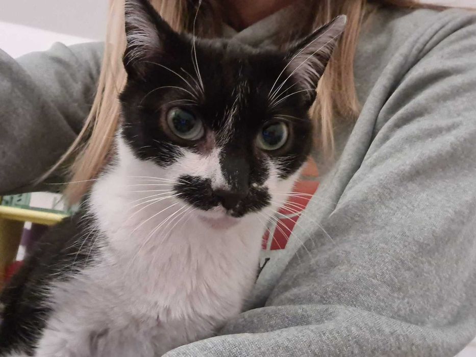 Lili și Mustăcio își caută o nouă familie iubitoare