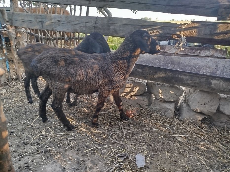 Egizak Barralar sotiladi biri erkak biri ayol bitta qoʻyning bolasi