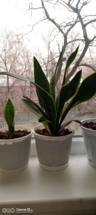 Цветы для офиса и дома разные