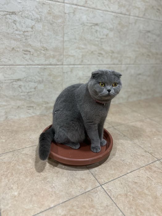 Продаются кошки.