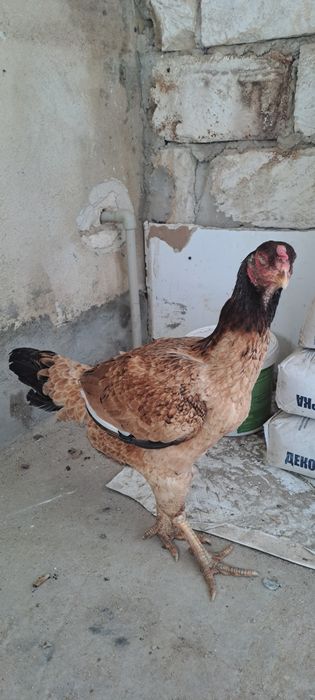 Дакан парасымен Тауык Атеш