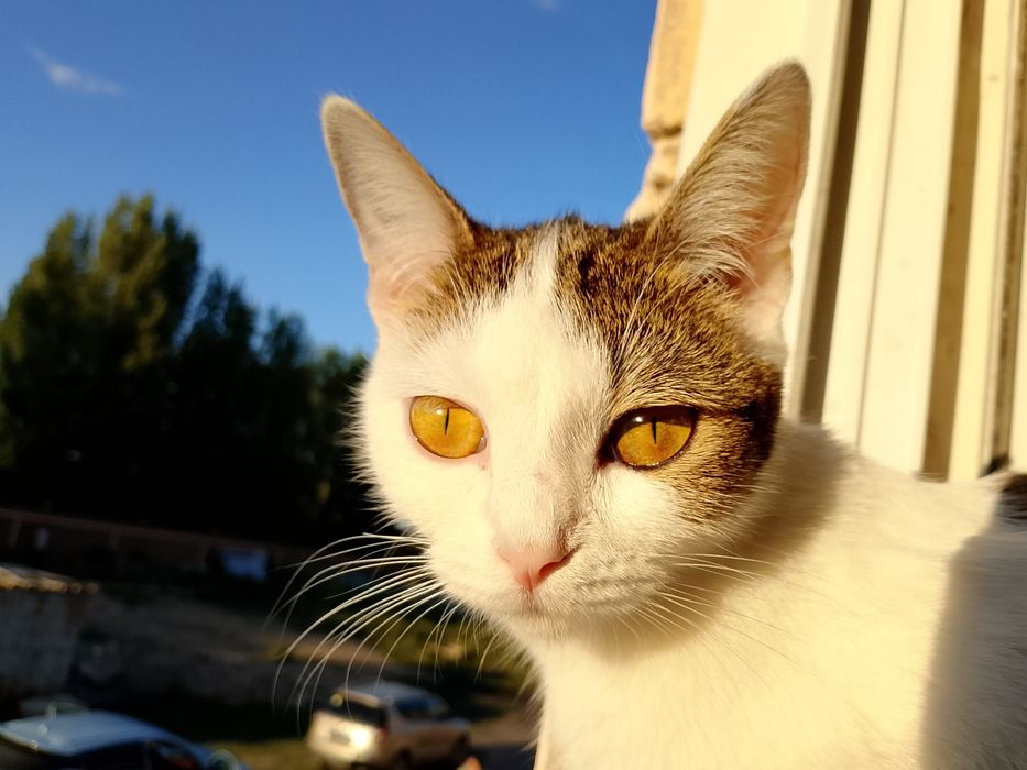 Котята.Чёрный, белый, коричневый