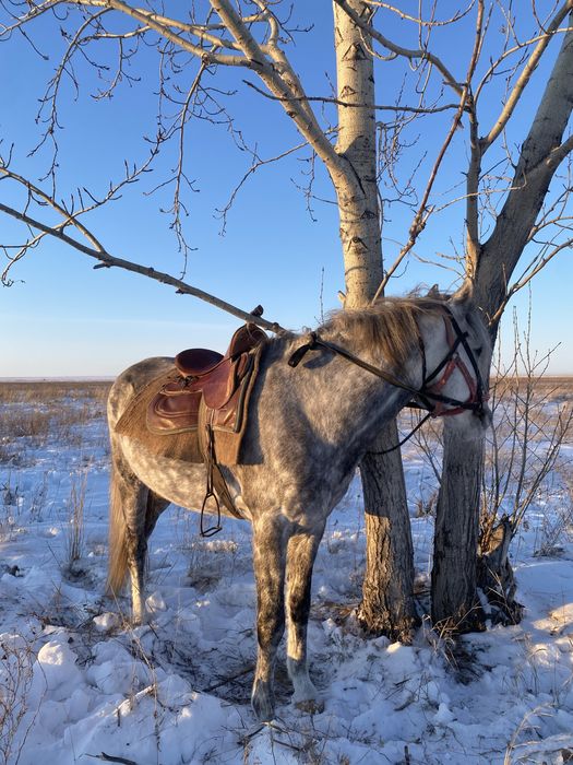 Продам жеребца. Айғыр сатамын
