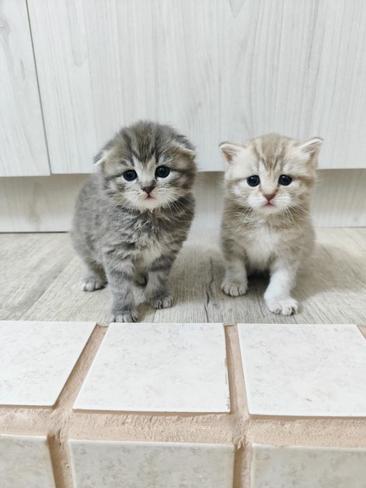 Шотландские котята
