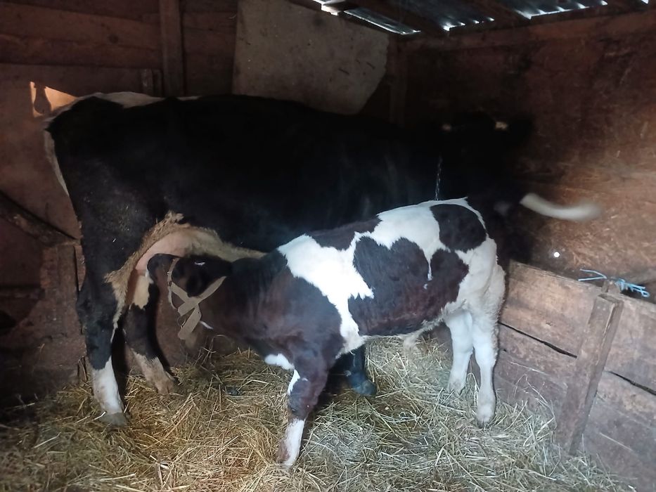 Vacă tânără (prima fătare) cu vițel de 3 luni – Roșiori de Vede