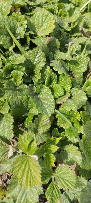 Продам кустики мелиссы