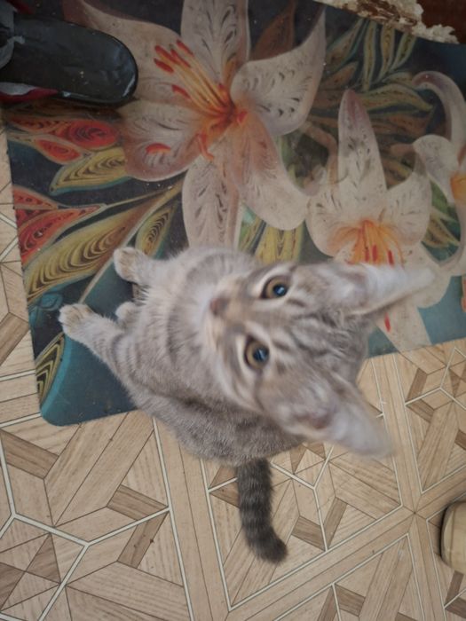 Отдам в добрые руки котят