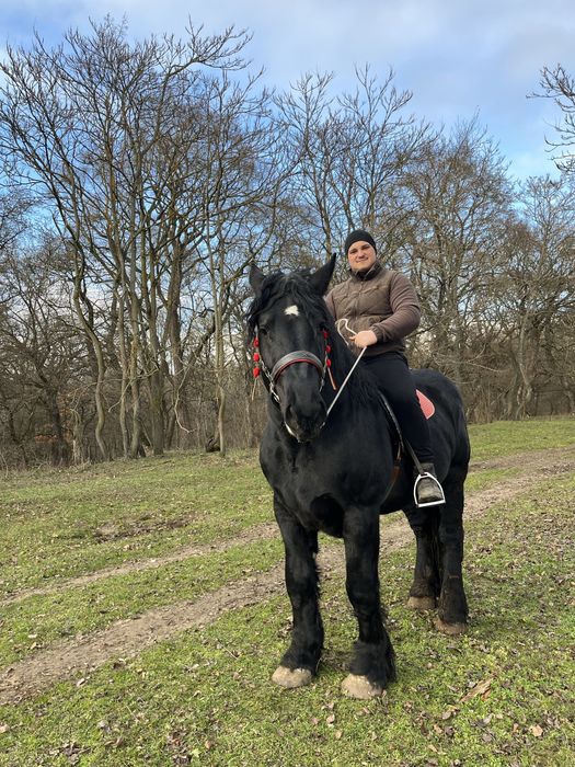 Armasar percheron pentru montă !