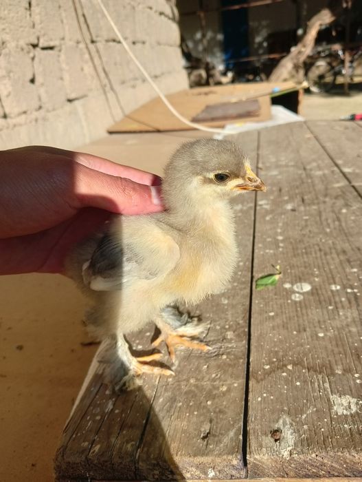 Брама балапандары