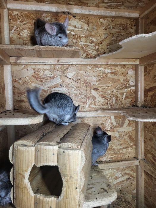 Срочно продам шиншилл.