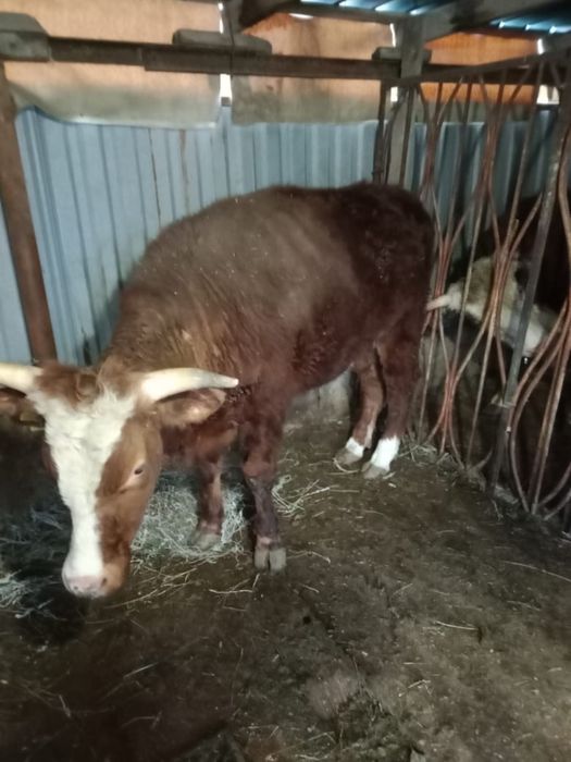 2-3 жасар өгіз сатылады