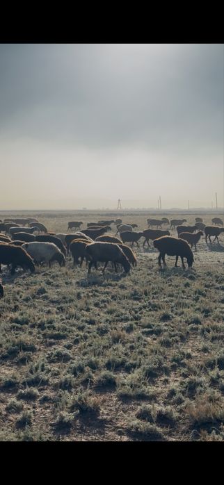 Курбан айтка кой сатамыз