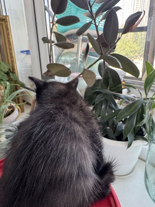 Котенок бесплатно