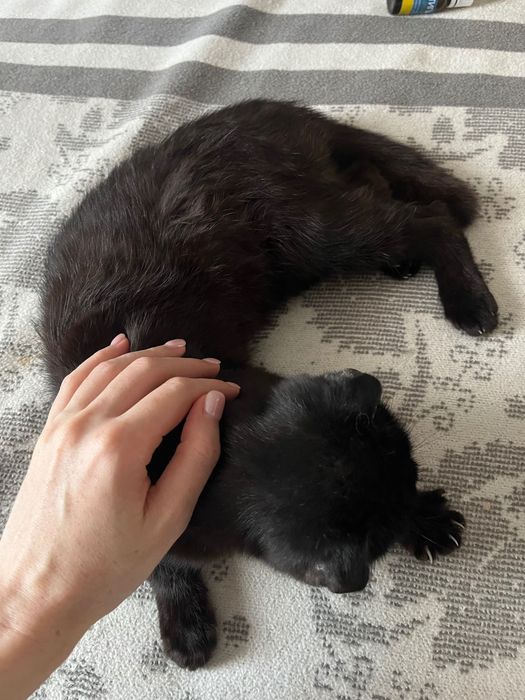 Найдена кошка шотландская
