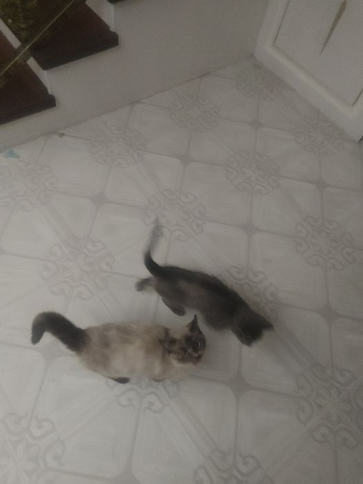 mushuk sotiladi aqlli va tarbiyali mushuk