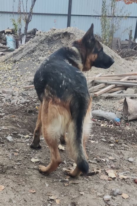 На вязку немецкая овчарка