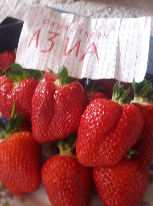 Целогодишен разсад малини и ягоди от производител