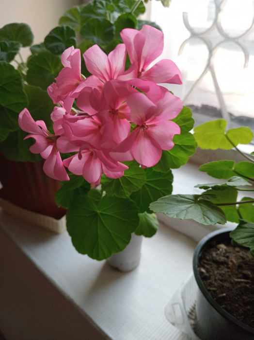 зональная герань