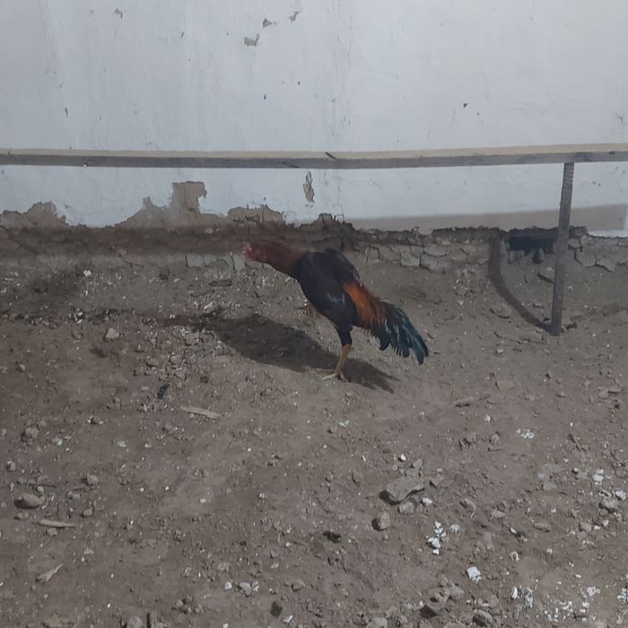 Майски джужа Корейц  хинт