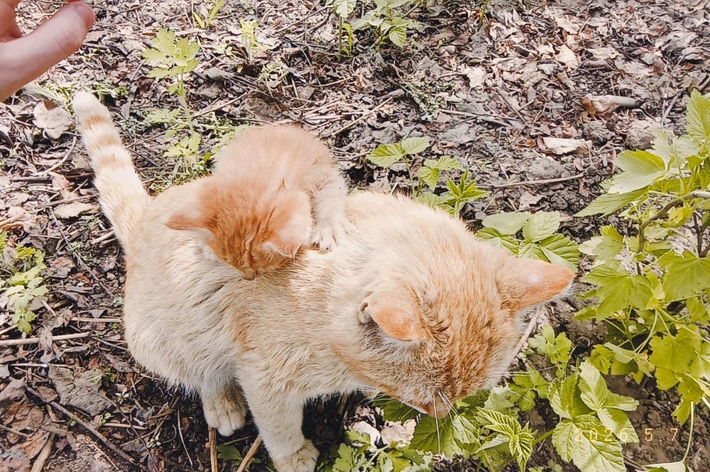 Отдам двое котят