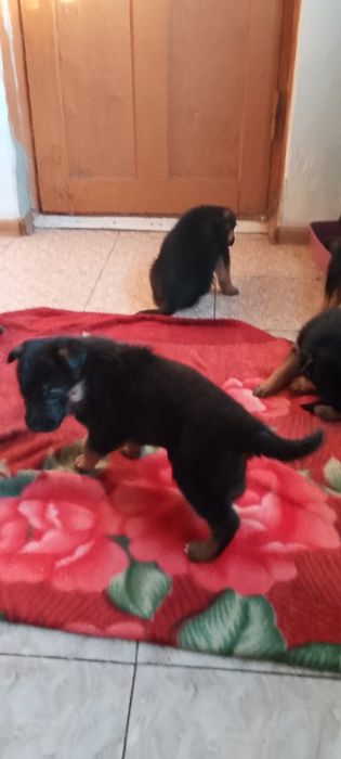 Продам щенят овчарка