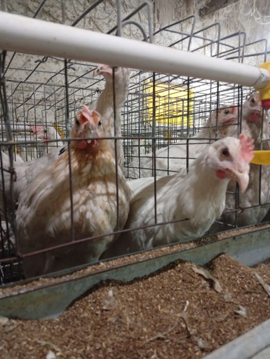 100  105 кунлик тухумга таййор жужалар сотилади