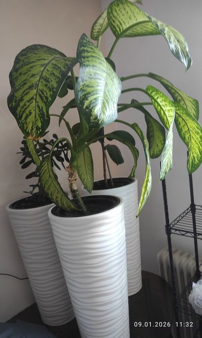 Диффенбахия в напольном кашпо