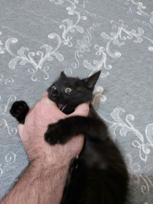 Котёнок 3 месяца