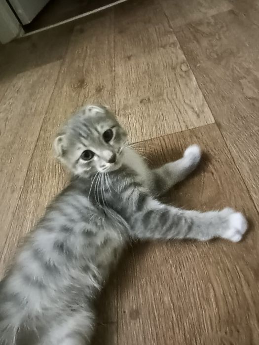 Отдам котёнка в добрые руки