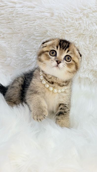 Продам котенка скоттиш-фолд