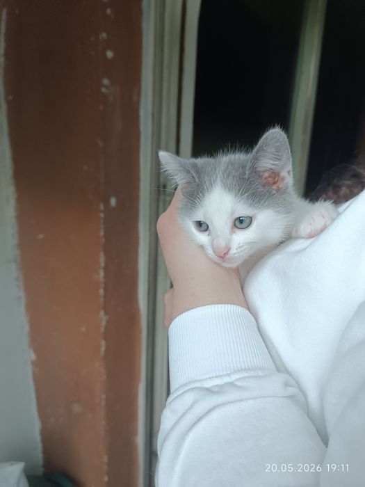 Котета търсят семейство
