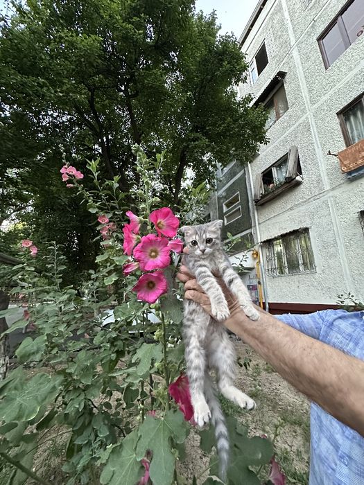 Мушук боласи сотилади.