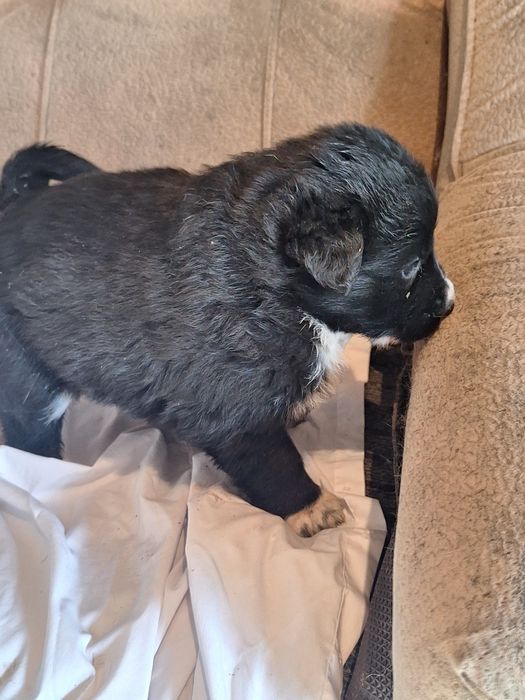 Продам лайчат 3 девочки