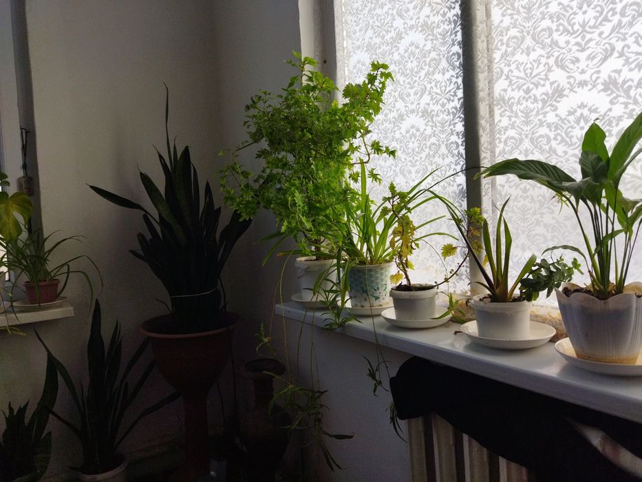 Комнатные растения