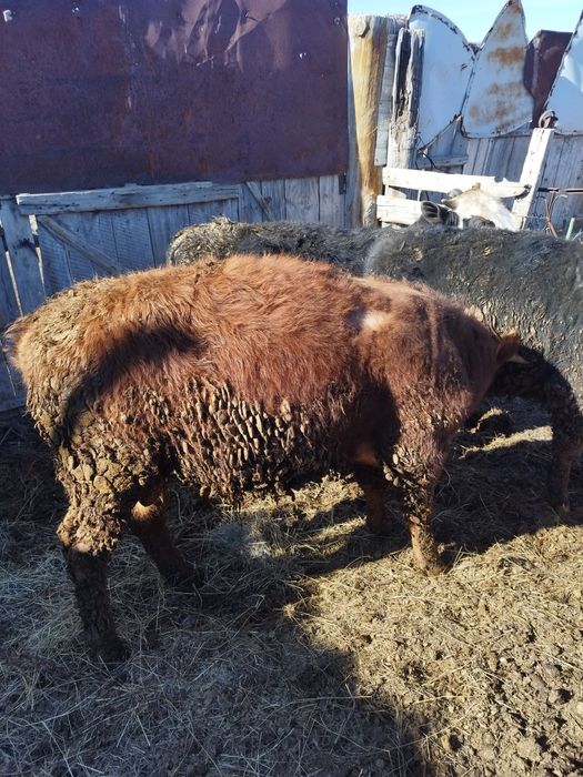 Откормдағы бұқа сатылады