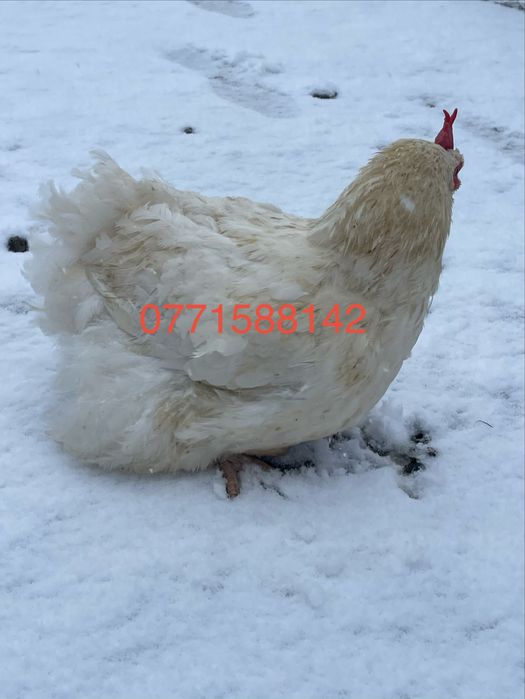 Gaini de carne 4,5 - 5 kg buc