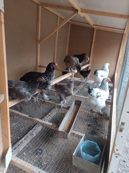 Товук катак товуклар сотилади.